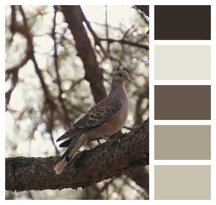 Spotted Dove Bird Tree Image